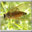 Rhagio tringarius - Schnepfenfliege w04.jpg